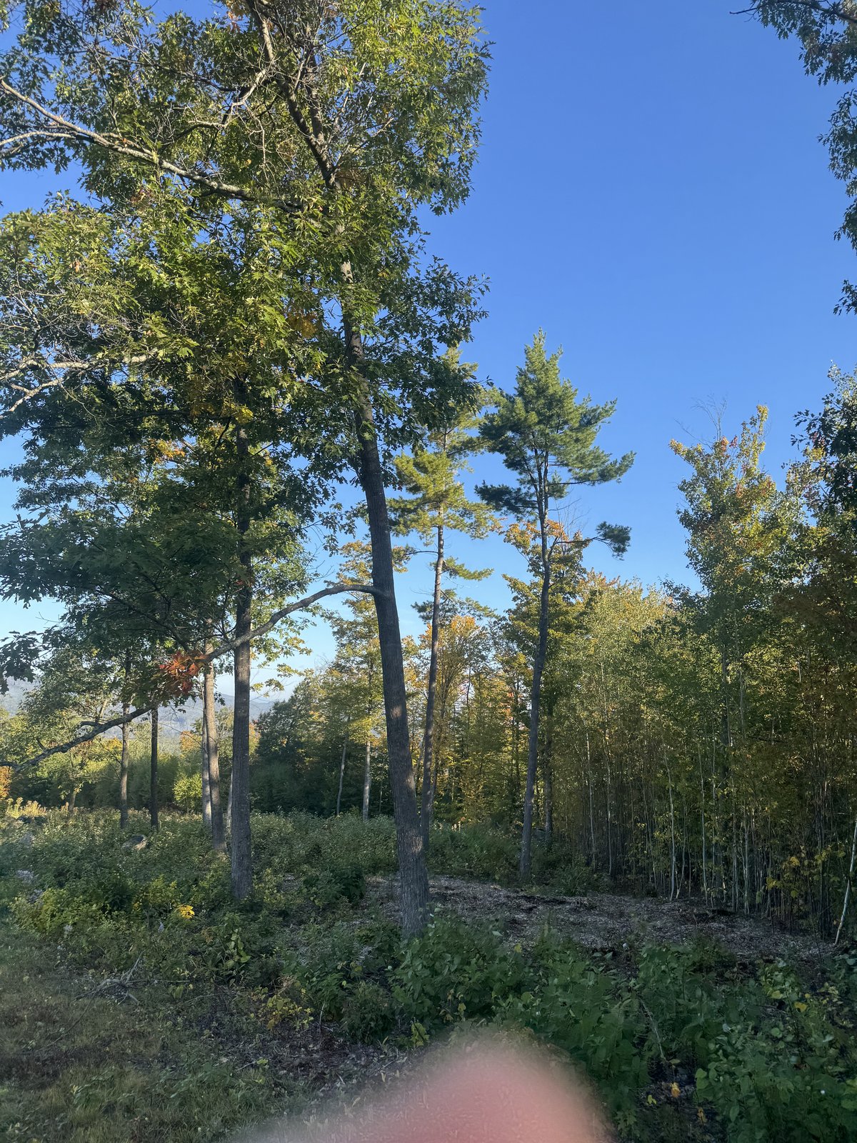 Wooded lot with brush and undergrowth cleared along the tree line