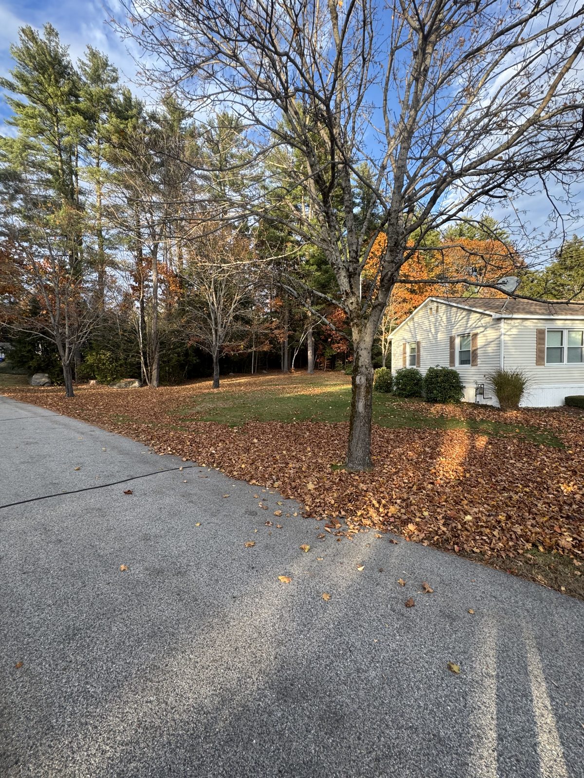 Driveway and yard with fallen leaves before cleanup